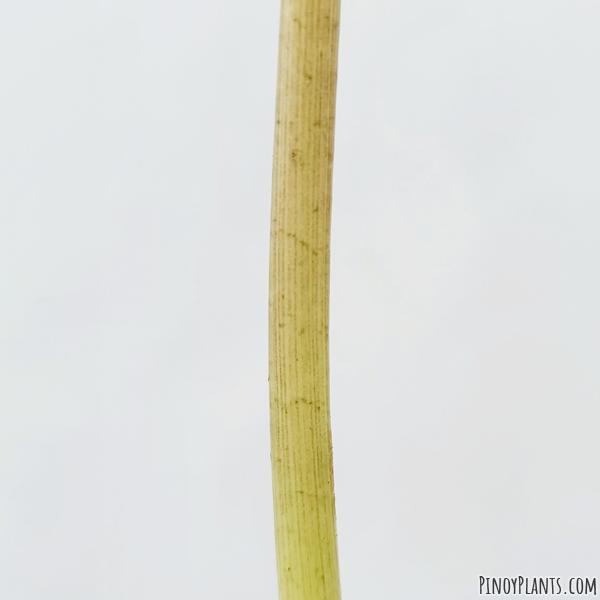 Alocasia sp2210 petiole