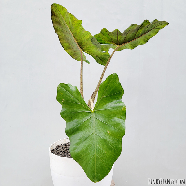 Alocasia sp2211, Benguet