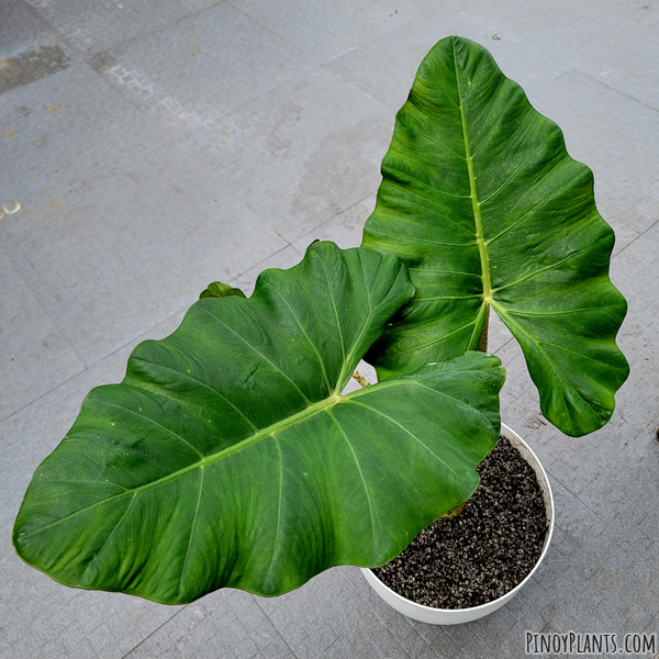 Alocasia sp2211, Benguet