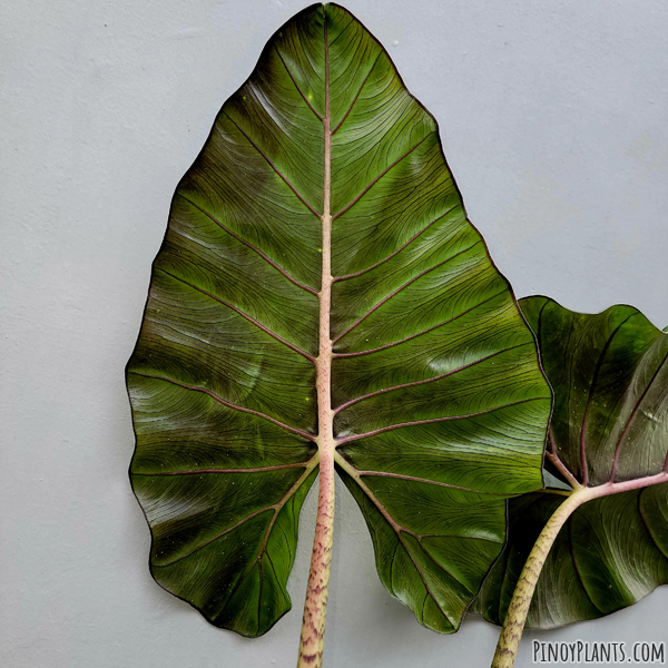 Alocasia sp2211, Benguet underleaf