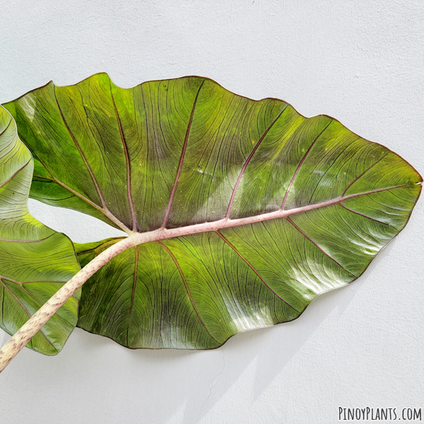 Alocasia sp2211, Benguet underleaf