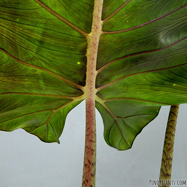 Alocasia sp2211, Benguet underleaf