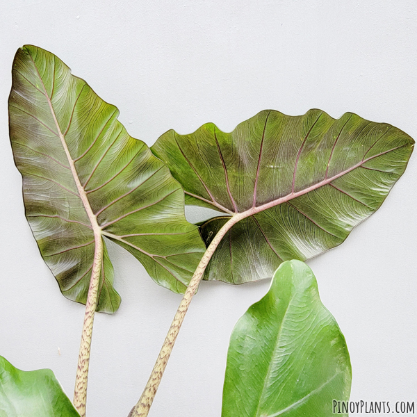 Alocasia sp2211, Benguet underleaf