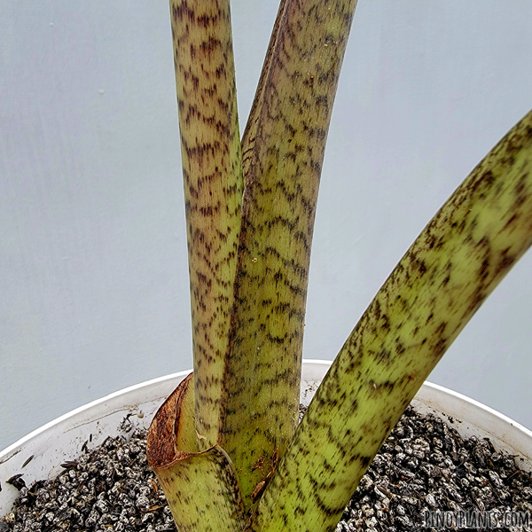 Alocasia sp2211, Benguet petiole