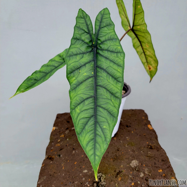 Alocasia sp. 'bahamut'