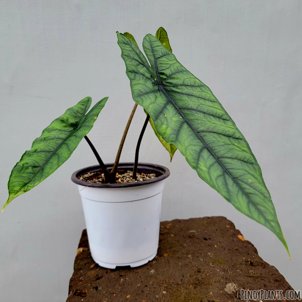 Alocasia sp 'bahamut'