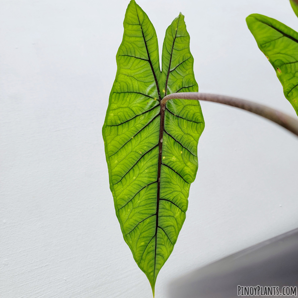 Alocasia sp 'bahamut' leaf underside
