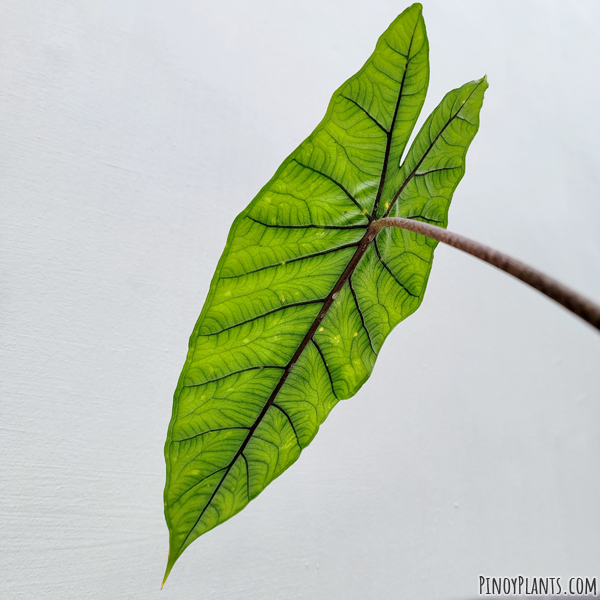 Alocasia sp 'bahamut' leaf underside