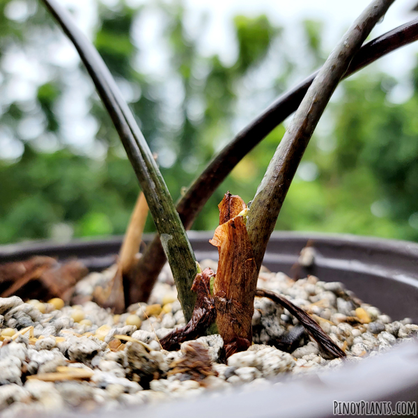 Alocasia sp 'bahamut' petiole