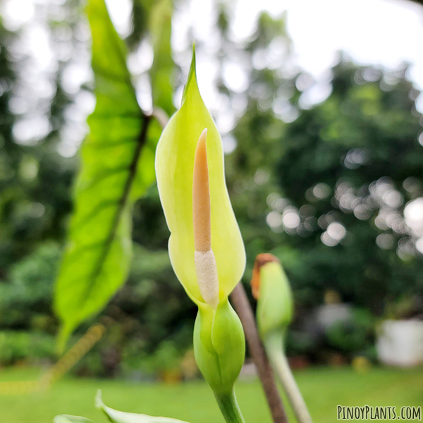 Alocasia sp 'bahamut' flower