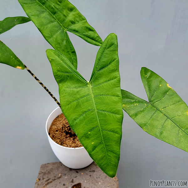 Alocasia zebrina leaf