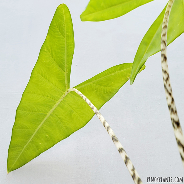 Alocasia zebrina leaf underside