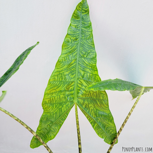 Alocasia zebrina reticulata leaf