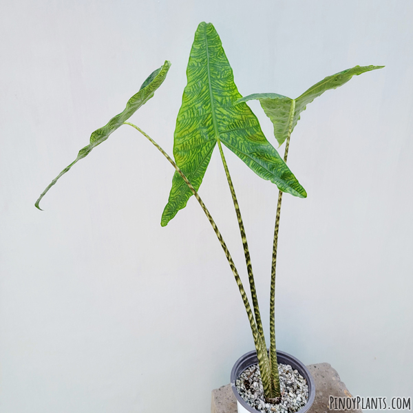 Alocasia zebrina reticulata