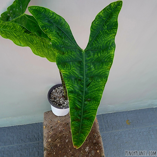 Alocasia zebrina reticulata leaf