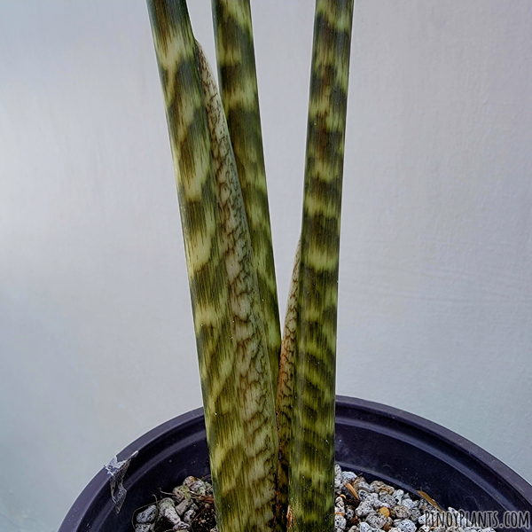 Alocasia zebrina reticulata petiole