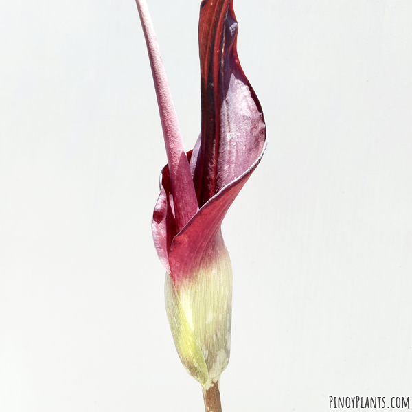 Amorphophallus declinatus fruits