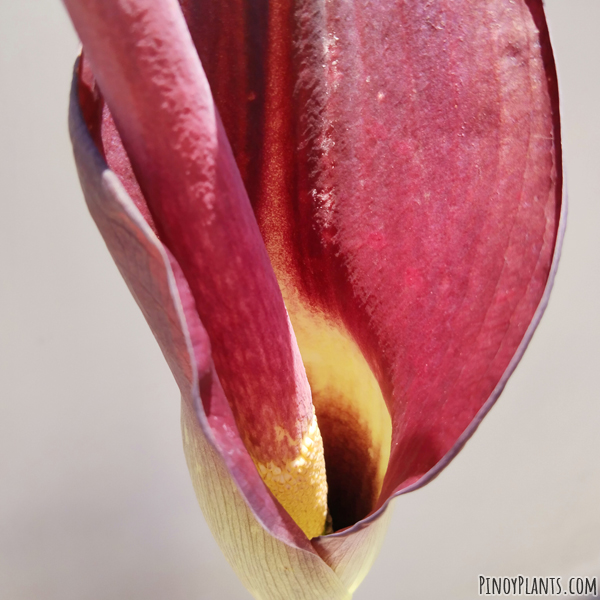 Amorphophallus declinatus flower