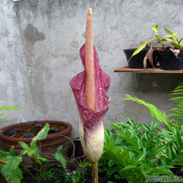 Amorphophallus longispathaceus flower