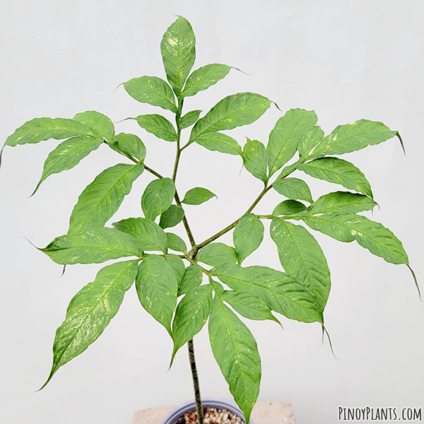 Amorphophallus longispathaceus leaves