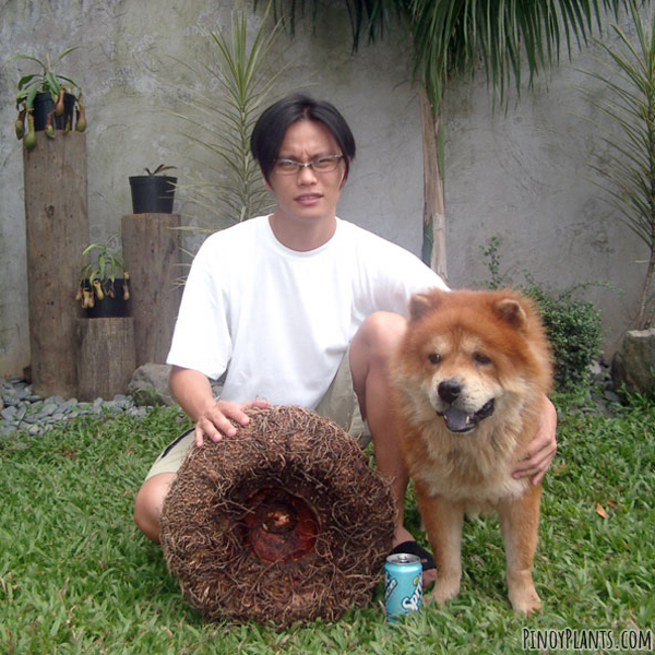 Amorphophallus paeoniifolius tuber