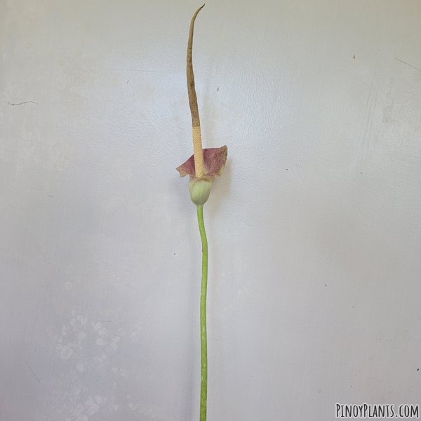 Amorphophallus rayongii flower