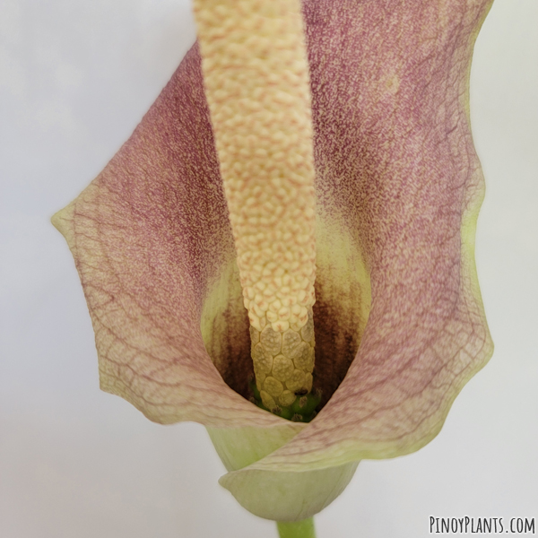 Amorphophallus rayongii flower