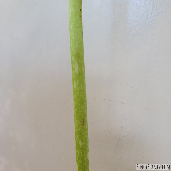 Amorphophallus rayongii peduncle