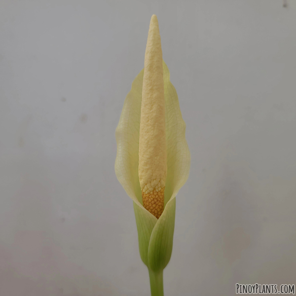 Amorphophallus salmoneus flower