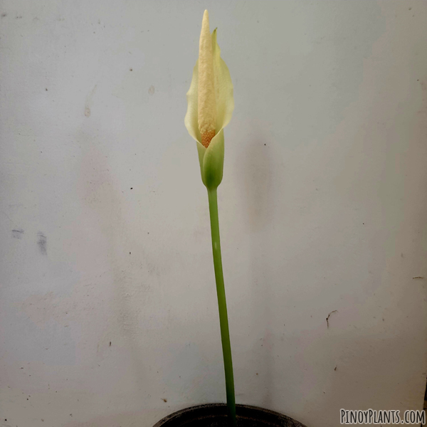 Amorphophallus salmoneus flower