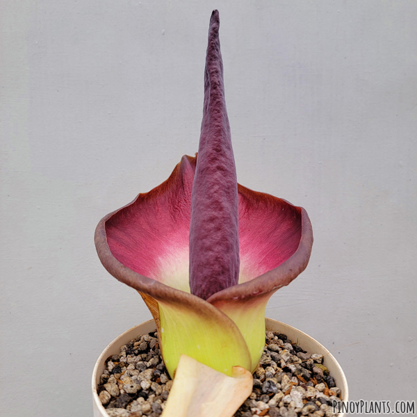 Amorphophallus urceolatus flower