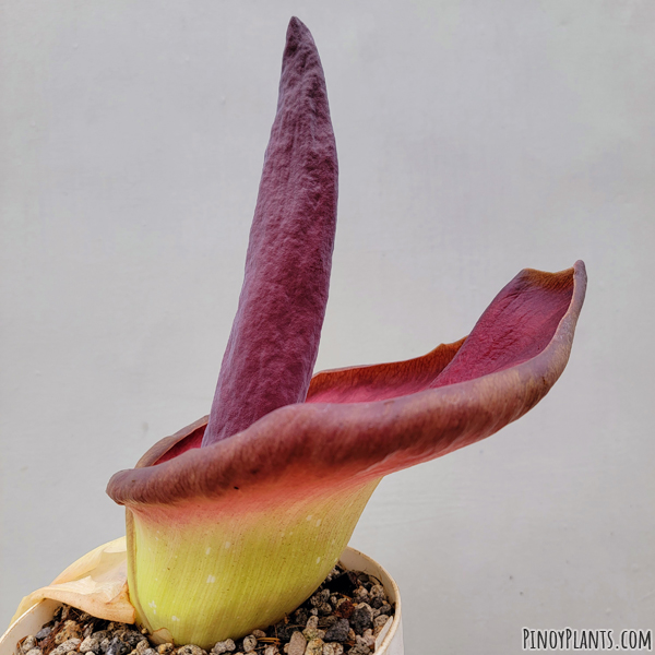 Amorphophallus urceolatus flower