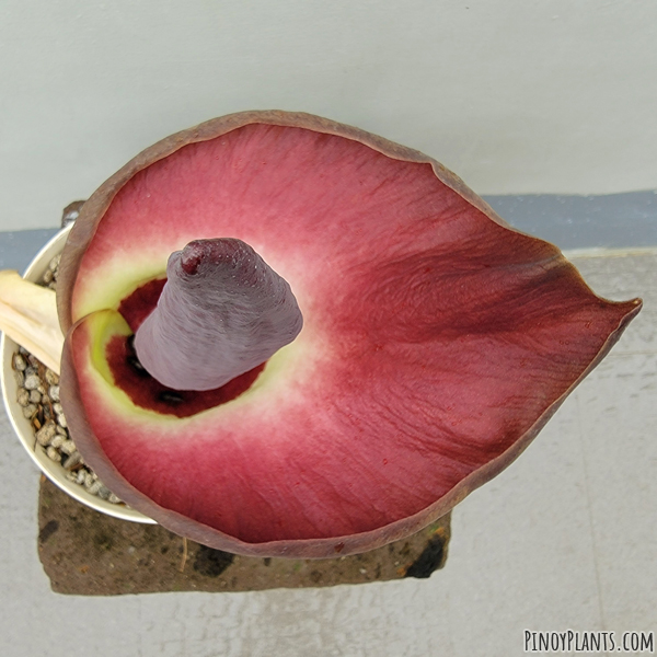 Amorphophallus urceolatus flower