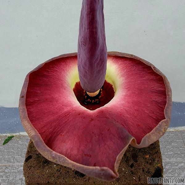 Amorphophallus urceolatus flower