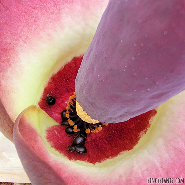 Amorphophallus urceolatus flower