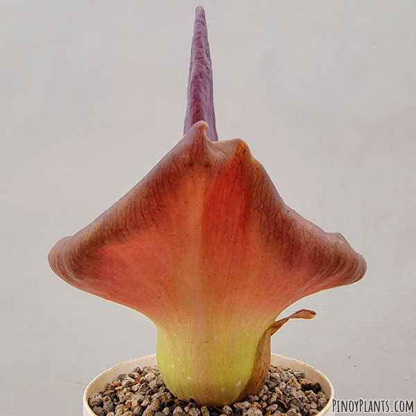 Amorphophallus urceolatus flower