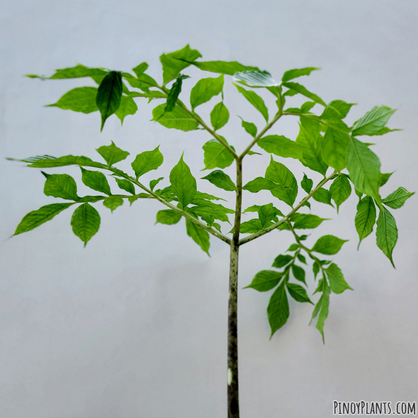 Amorphophallus urceolatus foliage