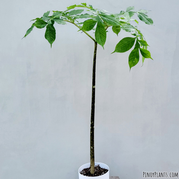 Amorphophallus urceolatus foliage