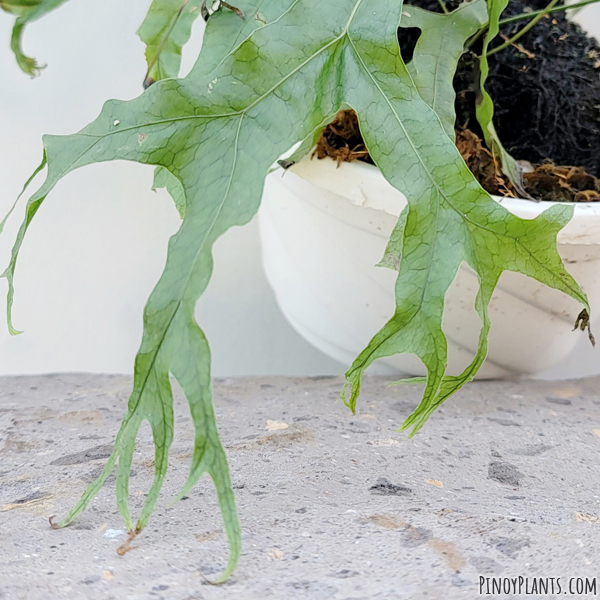 Bosmania membranacea cv. 'Vermicelli' fronds