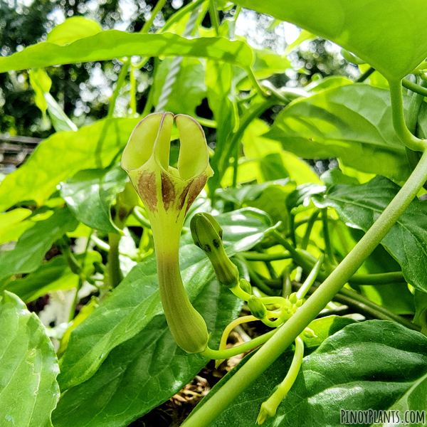 Ceropegia cumingiana flower