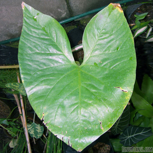 Cyrtosperma merkusii leaf