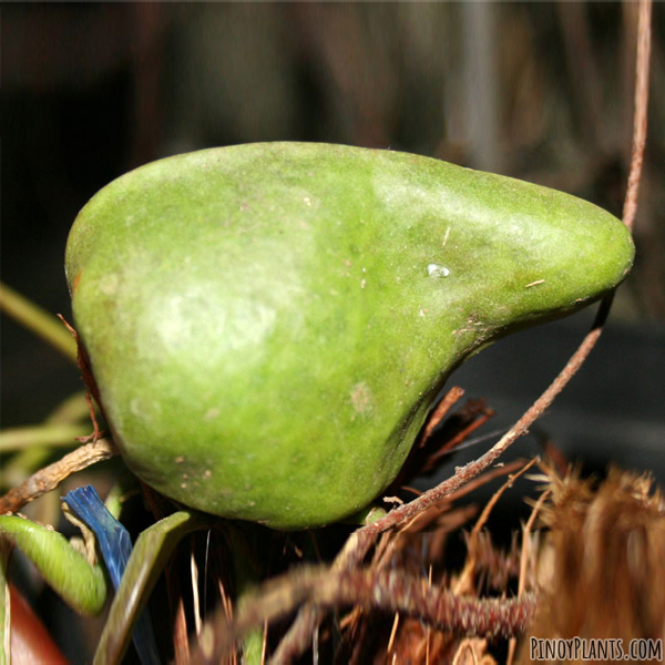 Dischidia sp. pear (complex)