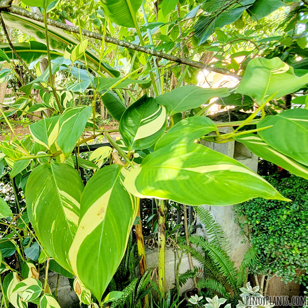 Donax canniformis variegated leaves