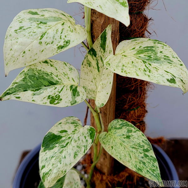 Epipremnum pinnatum vareigated marble leaves