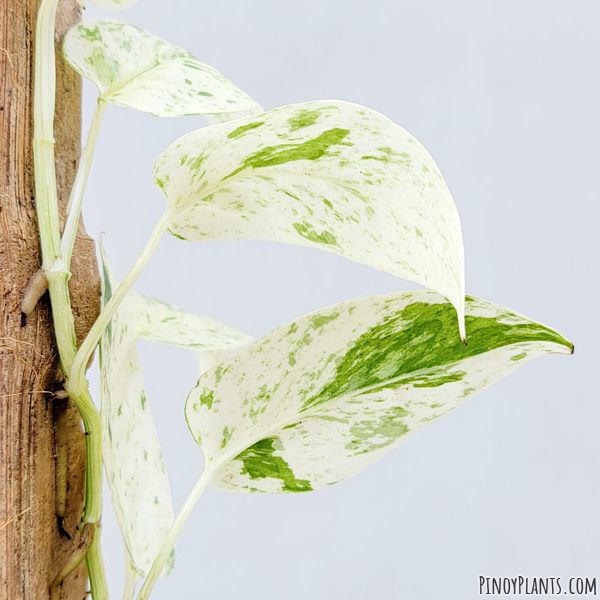 Epipremnum pinnatum vareigated marble leaves underside