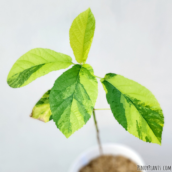 Ficus nota variegated