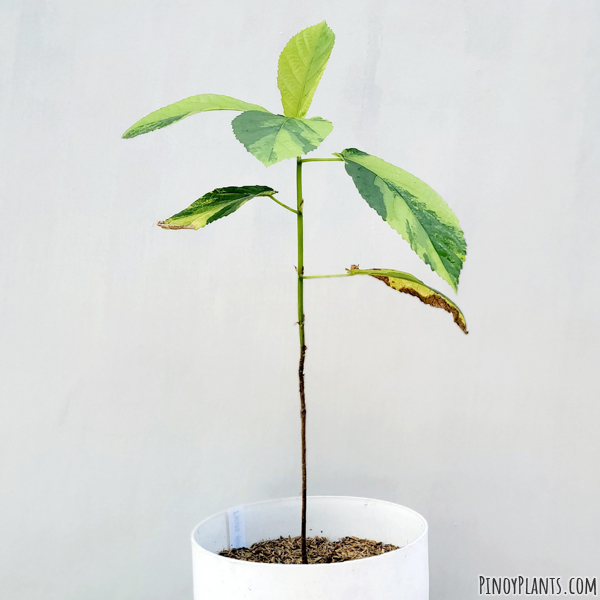 Ficus nota variegated