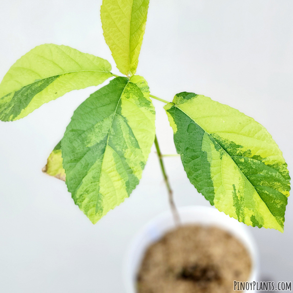 Ficus nota variegated leaves