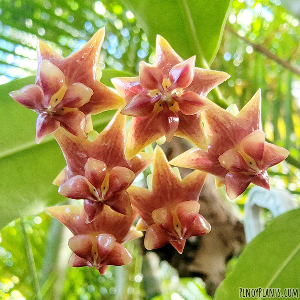 Hoya amrita flower