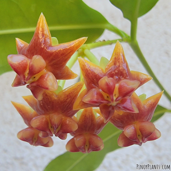 Hoya amrita flower